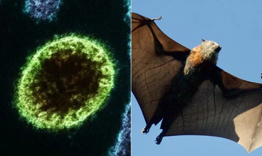 V&iacute;rus &eacute; transmitido por morcegos e porcos&nbsp; Foto: Instituto Nacional de Alergia e Doen&ccedil;as Infecciosas dos EUA/ Unsplash.